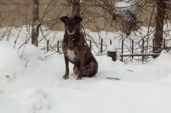 Пропала собака в Кемерово, тигровый окрас, хромает на заднюю лапу.