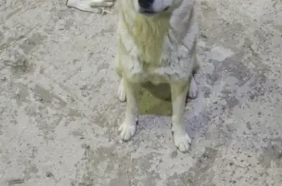 Пропала собака на старомосковском шоссе, контактная, кличка Умка (Вологда)