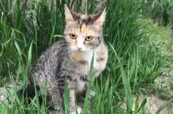 Найдена кошка в Северном районе Таганрога #Котопес_Найденные