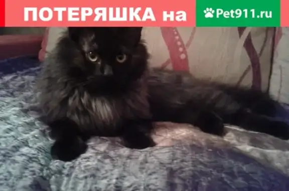 Кошки потеряшки, Киров, фото: Потеряшка кот, Фурманова 6. Чёрный, 8 мес, залысины у ушей. Помогите!