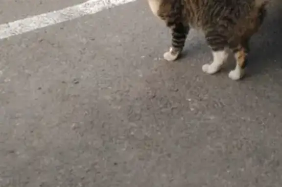Найдена кошка в Санкт-Петербурге, район м. Удельная, нужен хозяин!
