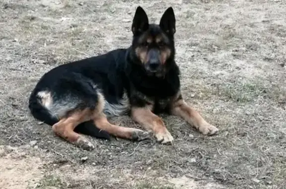 Найдена собака в Шарапово, Московская область