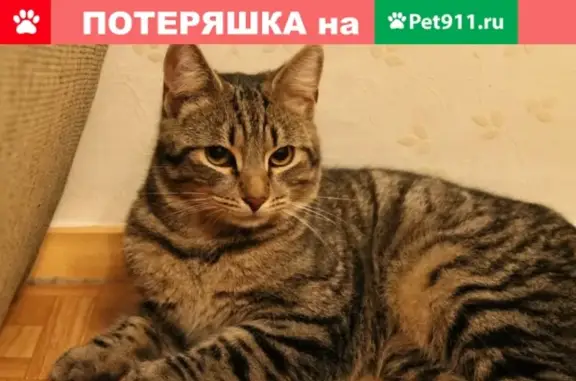 Пропала кошка на улице Уральских Рабочих 39А в Верхней Пышме