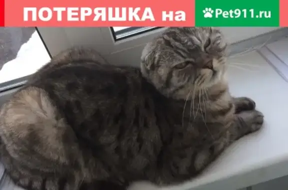 Пропала кошка в Альметьевске на ул. Пушкина