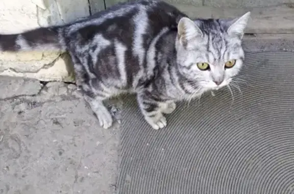 Найдена кошка с проблемами лап в Краснодаре