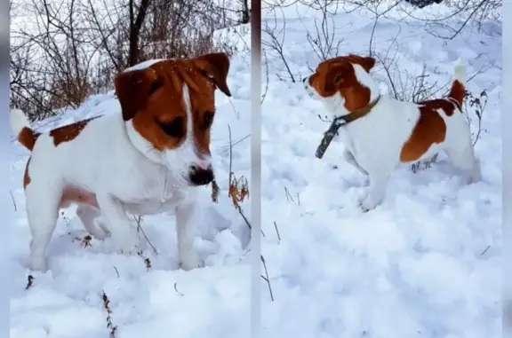 Пропала собака в Липецке!