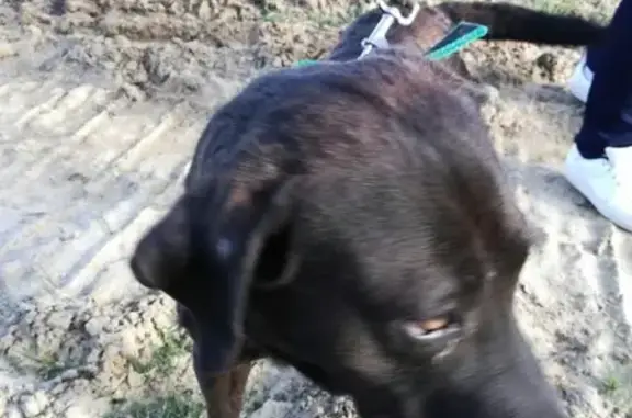Собака с ошейником найдена в Шатуре