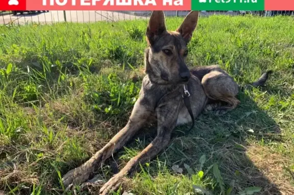 Найдена домашняя собака в Смоленске