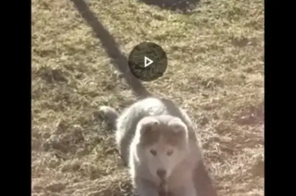 Пропал щенок хаски в Шатуре, Московская область