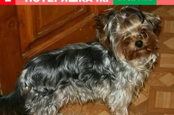 Пропала собака в Данилове: Йоркширский терьер Яша с клеймом на пузе