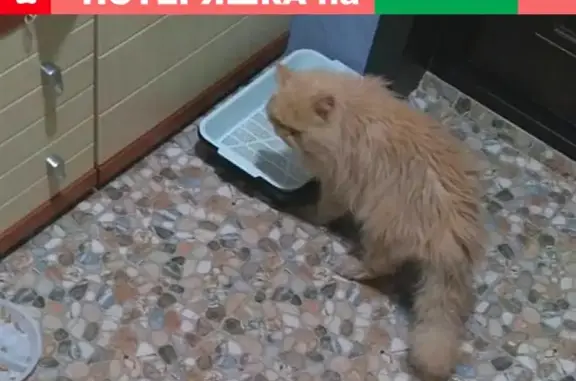 Найден рыжий персидский кот на Вагоноремонтной ул. 5к2