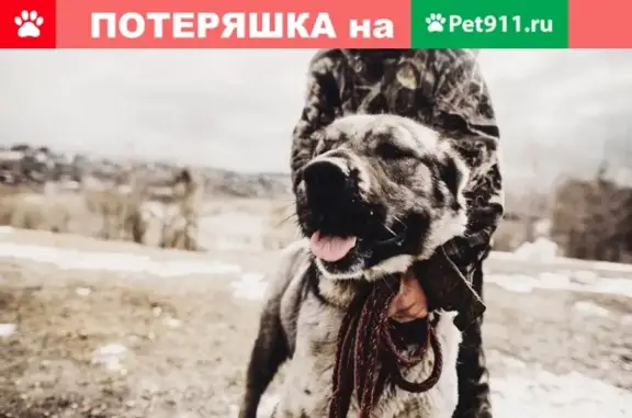 Найдена сука алабая в поселке Степановка, ищет хозяина