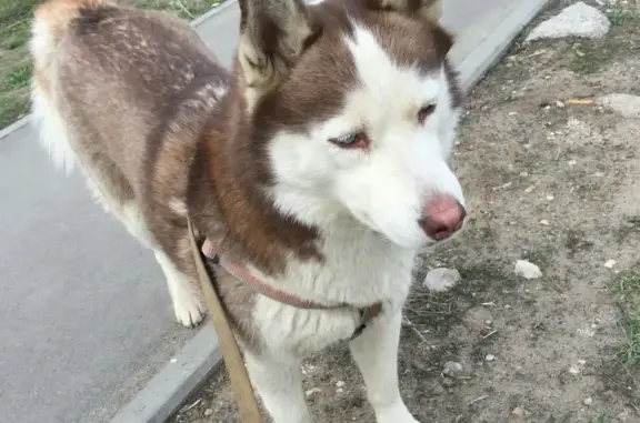 Найдена собака в Кировском районе, у дома Баруди 5