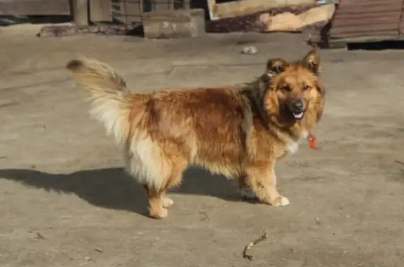 Собаки потеряшки, Калининград, фото: Потеряшка собака в Калининграде на улице Аллея Смелых, СОС!