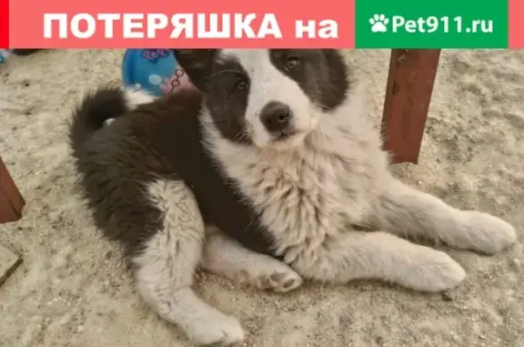 Пропала собака РОККИ в Свободном #объявления_свб