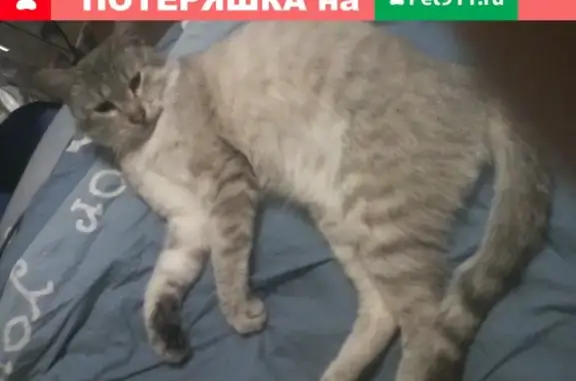 Пропала светло-серая кошка в Себеже, Псковская область