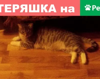 Кошки потеряшки, Холм-Жирковский, фото: Потеряшка кот в Холм-Жирковском районе, гарантируем вознаграждение