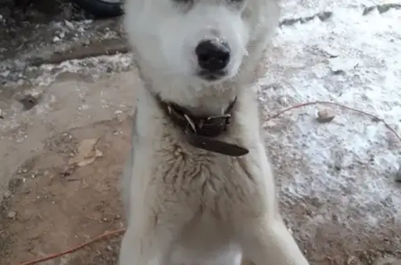 Пропала собака Арми в Борисково, Казань