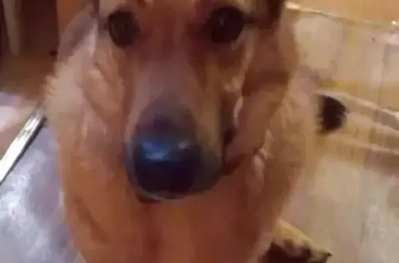 Собаки потеряшки, Тверь, фото: Потеряшка собака Пес Ванька в деревне Черногубово, Тверская область