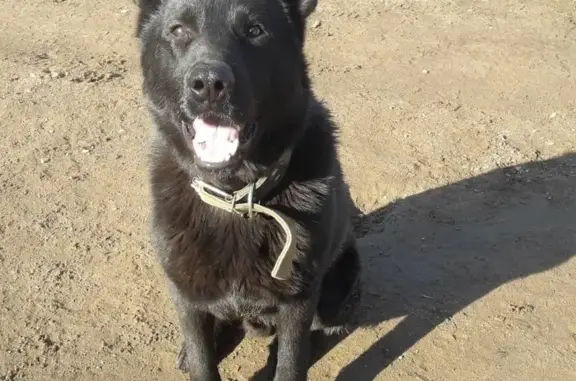 Пропала собака в С-Пб, пос. Белоостров, 27 - помогите найти!