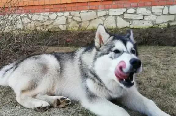 Пропала собака Белка в Касимове, Рязанская область