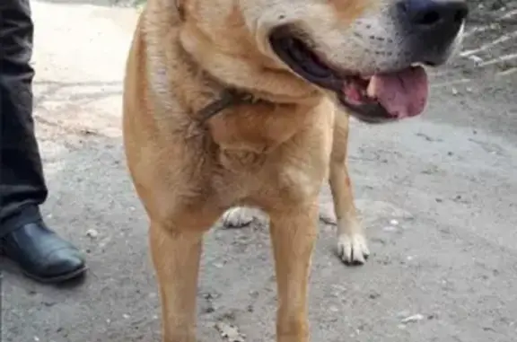 Пропала собака в СНТ Керамик, Ногинский район, нужна помощь!