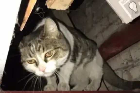 Найдена кошка на ул. 40 лет Октября