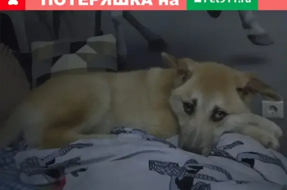 Пропала собака в Казани, помесь хаски, кличка Ричи