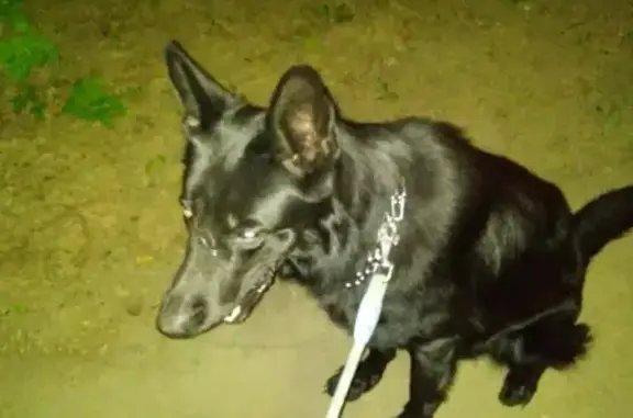 Найдена собака на Чертановской, дом 37