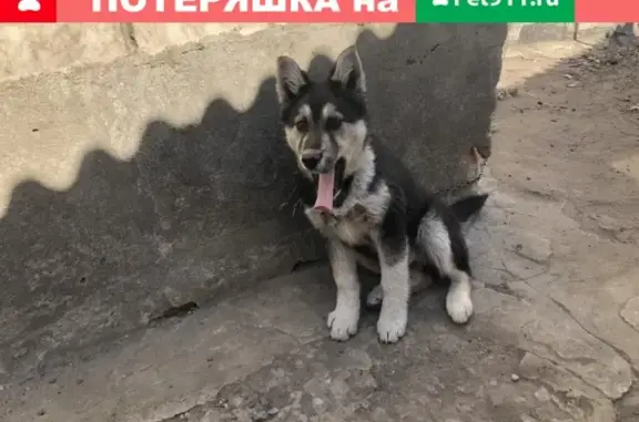 Пропала собака в районе Беговой-Солнечной, вознаграждение за информацию.