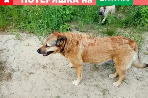 Пропала собака Джоля в Санкт-Петербурге