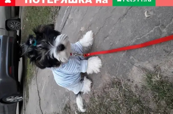 Пропала собака в районе д.19 ул. Соколова-соколенка 29.04.2019.