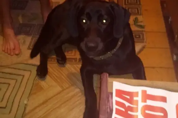 Пропала собака лабрадор в Балахне: помогите найти!