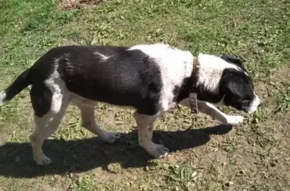 Найдена собака в деревне Трёмово, ищут хозяев.