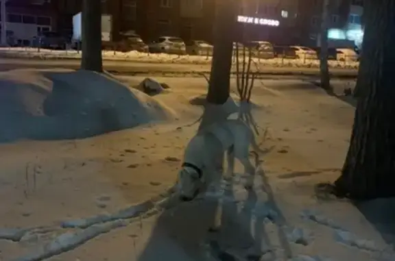 Найдена белая собака в Березовском