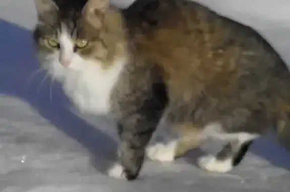 Кошки потеряшки, Фролы, фото: Потеряшка кошка в пос. Фролы, возможно на ул. Строителей или Луговой