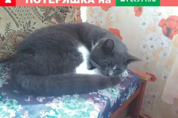 Пропала кошка в Мамоново, вознаграждение гарантировано!