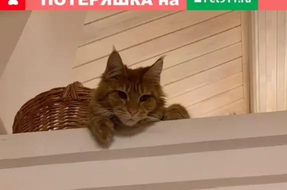 Кошки потеряшки, Набережные Челны, фото: Потеряшка кот мейн-кун в поселке Белоус, вознаграждение.