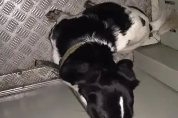 Найдена собака на Каштаке, ищет дом