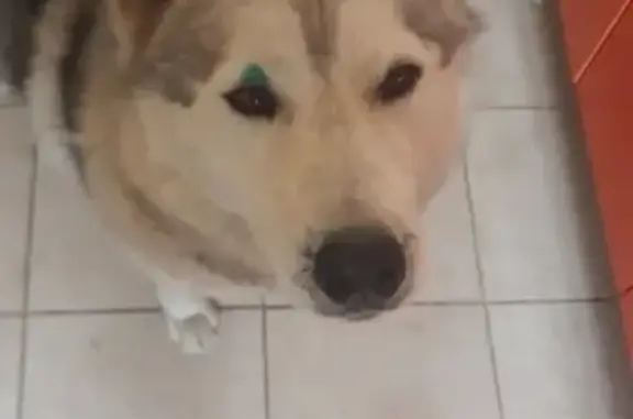 Найдена собака в Орехово-Зуево, Россия