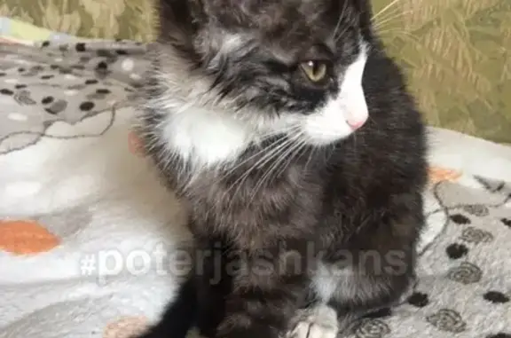 Найден котенок-девочка, ищет дом в Ленинском районе
