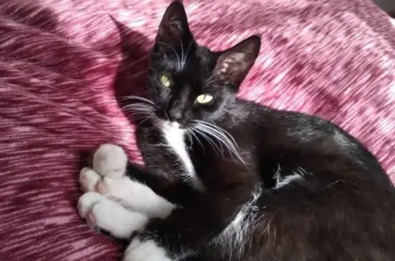 Кошки потеряшки, Киров, фото: Потеряшка кошка Муся на Октябрьском проспекте 23