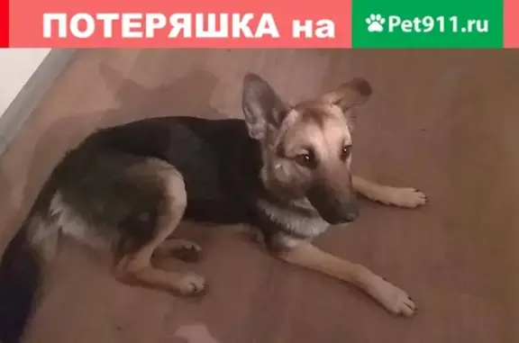 Пропала собака в Огуднево, Московская обл.