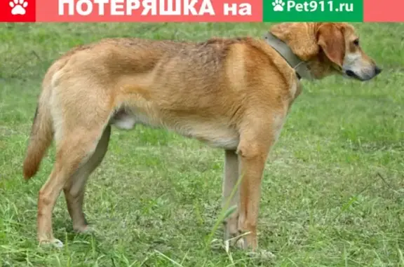 Пропала собака в районе Изумрудного озера, кличка Байкал