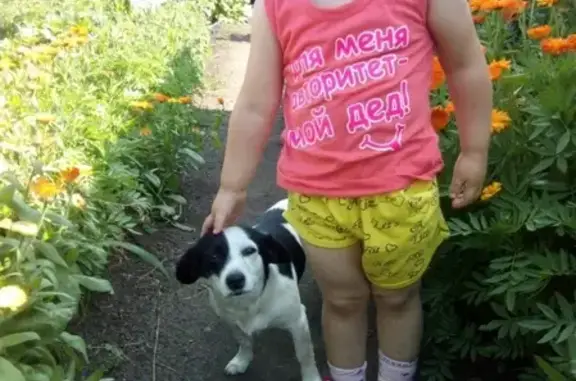 Пропала собака Бим в Миассе, Челябинская область