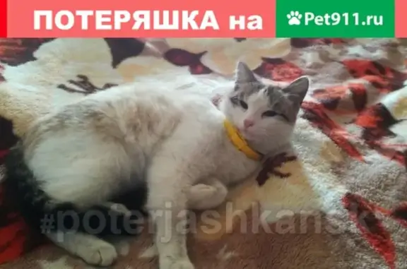 Найдена кошка на улице Толбухина