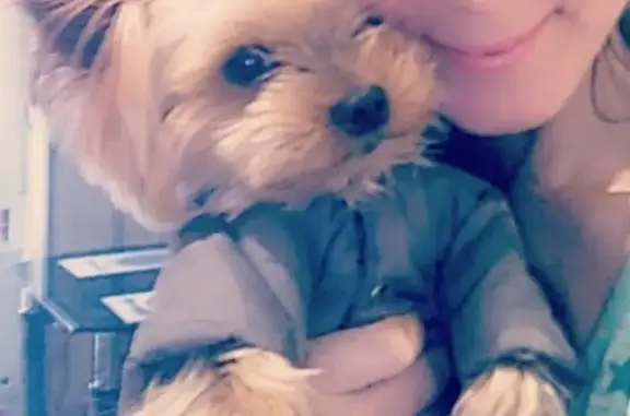 Собаки потеряшки, Калининград, фото: Потеряшка собака Ричи на Батальной 5