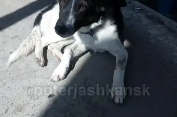 Найдена собака в Дзержинском р-не