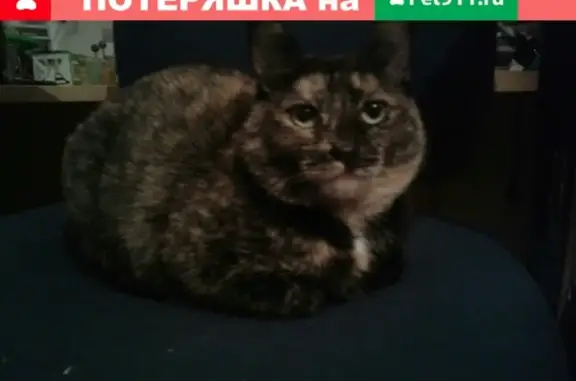 Пропала кошка в Киреевске на Брусяновском Микрорайоне