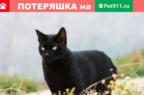 Найдена сбитая кошка возле Порошкинской усадьбы